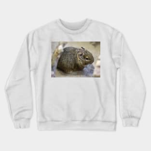 Degu Crewneck Sweatshirt